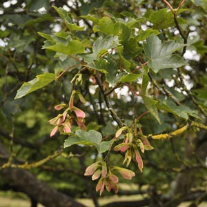 Field maple