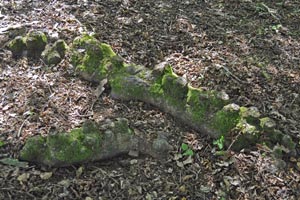 Horse chestnut roots