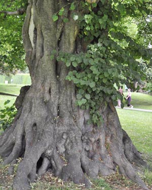 Lime tree trunk