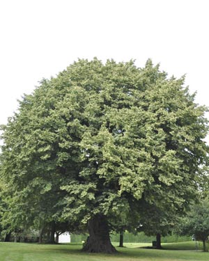 Lime tree