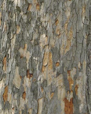 Sycamore bark