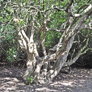 Rhododendron branches