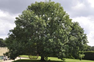 Walnut tree