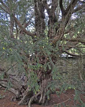 Fortingall yew