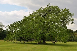 American Black Walnut
