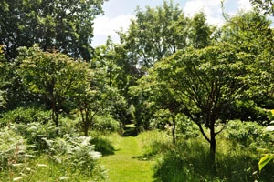 Woodland Garden at Antony House