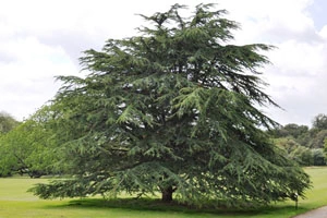 Cedar of Lebanon