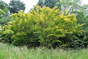Coral bark maple