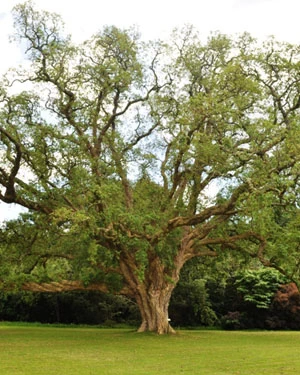 Quercus suber Cork oak