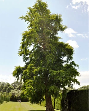 Ginkgo biloba