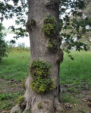 Oak burrs sprouting, Antony House