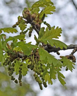 Oak leaf