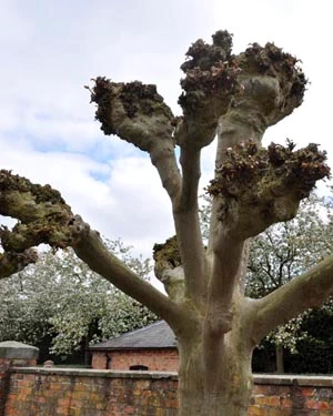 Pollarded plane tree