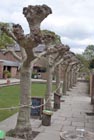 Pollarded trees