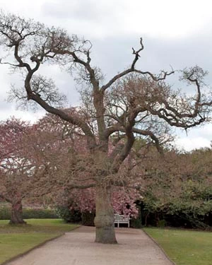 Duke of Cambridge Oak