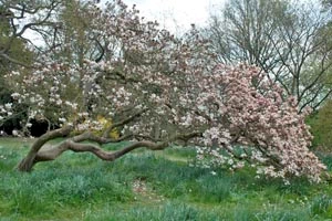 Magnolia
