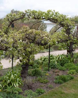pear arch