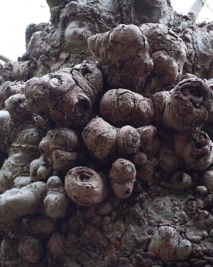Plane tree burrs