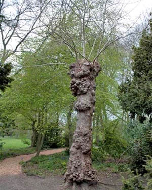 London plane pollard