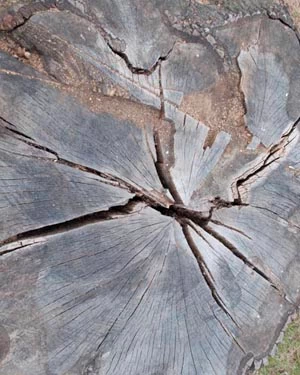 tree stump