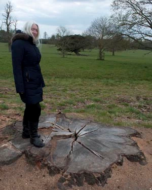 tree stump