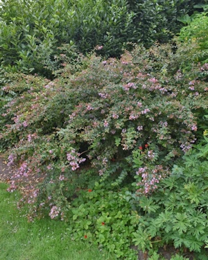 Abelia grandiflora