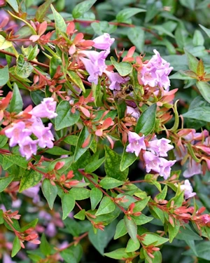 Abelia grandiflora