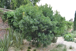 Arbutus unedo