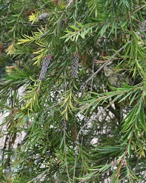 Callistemon rigidus