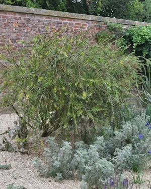 Callistemon Rigidus