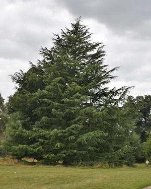 Cedrus deodara