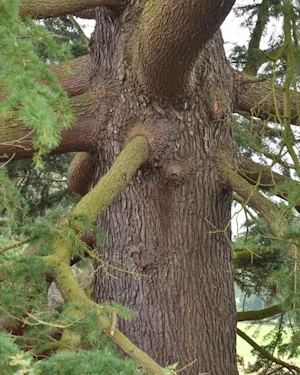 Cedrus deodara