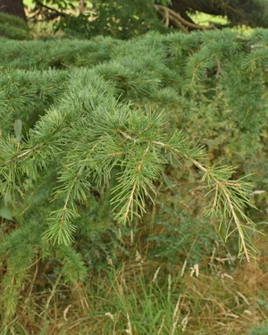 Cedrus deodara