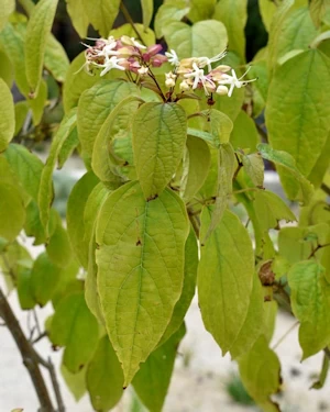 Cornus kousa