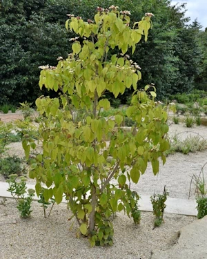 Cornus kousa