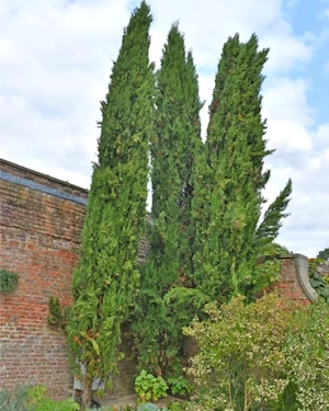 Cupressus Sempervirens