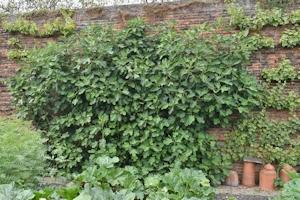 Ficus carica