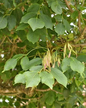 Fraxinus ornus