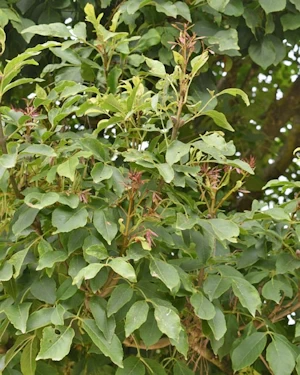 Fraxinus ornus