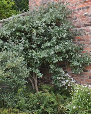 Garrya elliptica