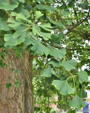 Gingko biloba