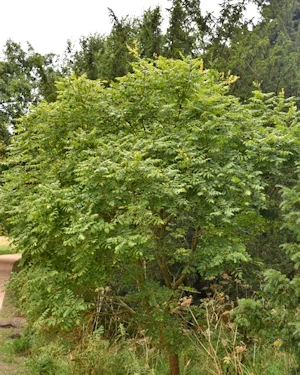 Koelreutia paniculata