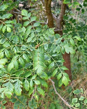 Koelreutia paniculata