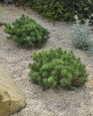 Pinus mugo