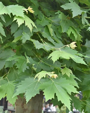 London plane