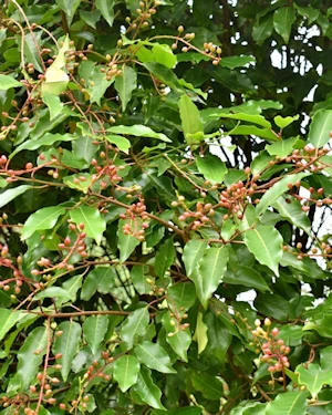 Prunus lusitanica