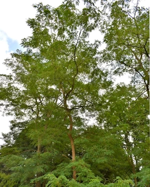 Robinia pseudoacacia