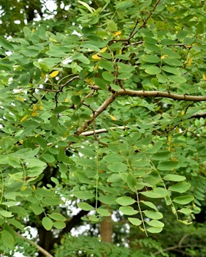 Robinia pseudoacacia