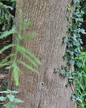 Taxodium distichum