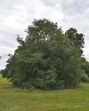 Tilia